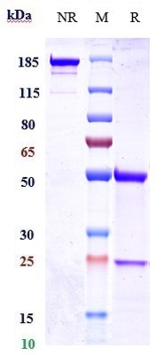 0 - Anti-ERBB2 / HER2 / CD340 Reference Antibody (coprelotamab) APR10899