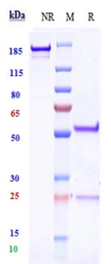 0 - Anti-ERG Reference Antibody (Jackson Foundation patent anti-ERG) APR10903