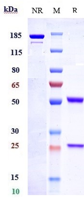 0 - Anti-ETBR Reference Antibody (DEDN6526A) APR10904