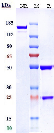 0 - Anti-F3 / Factor III / Tissue Factor / CD142 Reference Antibody (tisotumab vedotin) APR10906