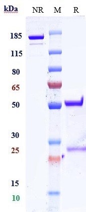 0 - Anti-FOLR1 / FRA Reference Antibody (Dompe patent anti-FOLR1) APR10913