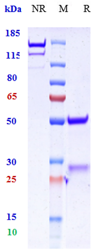0 - Anti-GAD65 Reference Antibody (U.Washington patent anti-GAD65) APR10915