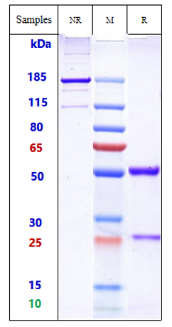 0 - Anti-GD2 Reference Antibody (EMD 273063) APR10916