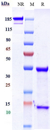 0 - Anti-GD3 Reference Antibody (ecromeximab-MMAE) APR10917
