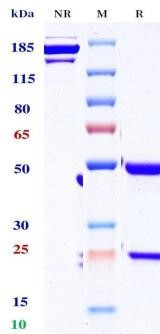 0 - Anti-GIPR Reference Antibody (AMG133) APR10918