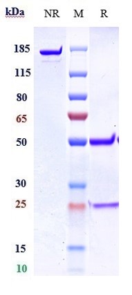 0 - Anti-GREM1 / Gremlin Reference Antibody (Regeneron patent anti-GREM1) APR10926