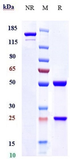 0 - Anti-HA Reference Antibody (Navivumab) APR10928