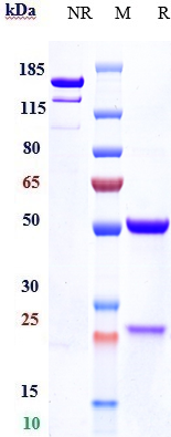 0 - Anti-Haptoglobin Reference Antibody (KHK patent anti-Haptoglobin) APR10929
