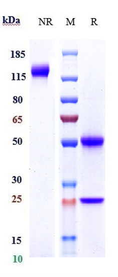 0 - Anti-DLL4 Reference Antibody (demcizumab) APR10934