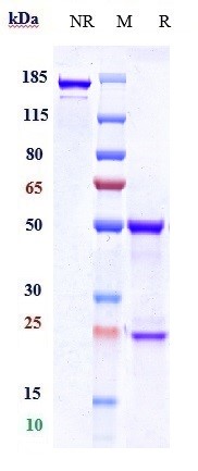 0 - Anti-HTRA1 Reference Antibody (FHTR2163) APR10938