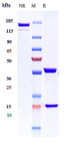 0 - Anti-ICAM3 / CD50 Reference Antibody (Forerunner patent anti-ICAM-3) APR10941