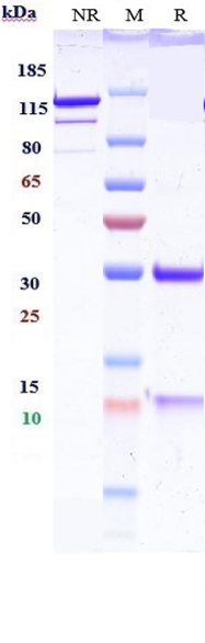 0 - Anti-IGF-2 Reference Antibody (DX-2647) APR10947