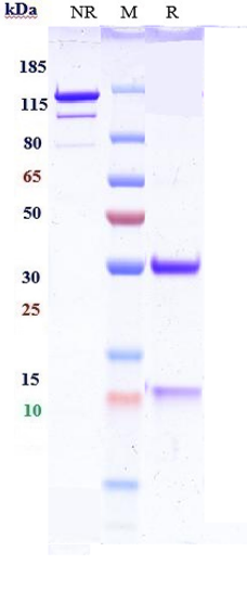 0 - Anti-IL-13 Reference Antibody (H2L6) APR10948