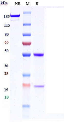 0 - Anti-IL-13 Reference Antibody (M1295) APR10949