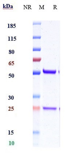 0 - Anti-IL-15 Reference Antibody (DISC0280) APR10951