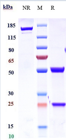 0 - Anti-IL-21 Reference Antibody (Lilly patent anti-IL-21) APR10954