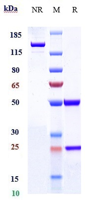 0 - Anti-IL-5 Reference Antibody (Abgenix anti-IL-5) APR10958