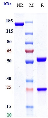 0 - Anti-IL-6Ra / CD126 Reference Antibody (sapelizumab) APR10960