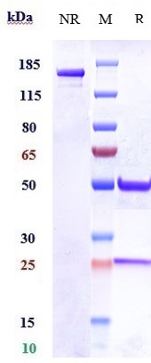 0 - Anti-Integrin a11 / ITGA11 Reference Antibody (Scripps patent anti-CD11a) APR10962