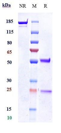0 - Anti-KLK5 / Kallikrein 5 Reference Antibody (Genentech patent anti-KLK5) APR10968