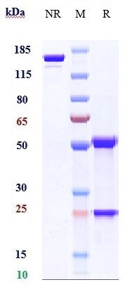 0 - Anti-Klotho Beta Reference Antibody (NGM313) APR10969