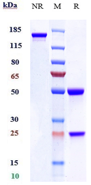 0 - Anti-Klotho Beta Reference Antibody (RG7992) APR10970