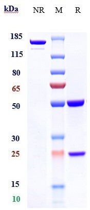 0 - Anti-MAGEA3 Reference Antibody (CT Atlantic patent anti-MAGE-A3) APR10974