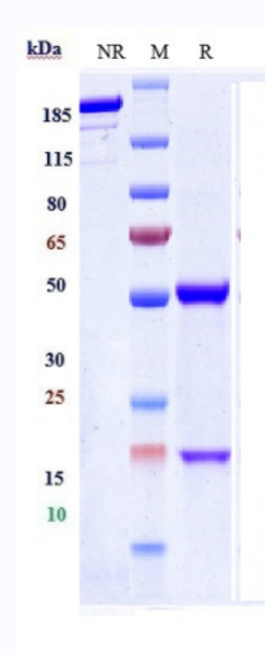 0 - Anti-Meflin Reference Antibody (Tokai U. Patent Anti-Meflin) APR10976