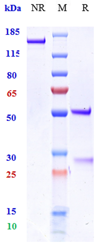 0 - Anti-MICB Reference Antibody (U.Washington patent anti-MICB) APR10978