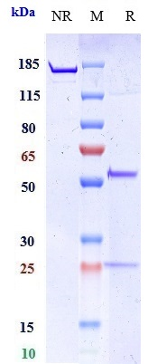 0 - Anti-MMP9 Reference Antibody (Yeda patent anti-MMP-9) APR10979