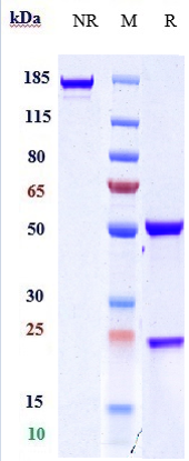 0 - Anti-MRC2 / CD280 Reference Antibody (Copenhagen Rigshospitalet patent anti-uPARAP) APR10980