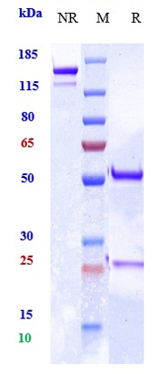 0 - Anti-MRC2 / CD280 Reference Antibody (Quark patent anti-ENDO 180) APR10981