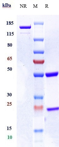 0 - Anti-MU5AC Reference Antibody (ensituximab-MMAE) APR10983