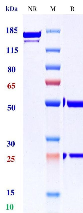 0 - Anti-MUC1 Reference Antibody (AR20.5) APR10984