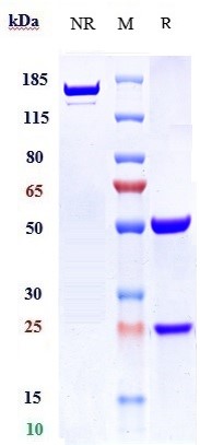 0 - Anti-MUC1 Reference Antibody (cantuzumab) APR10985