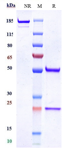 0 - Anti-MUSK Reference Antibody (Argenx patent anti-MuSK) APR10989