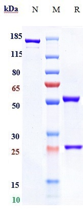 0 - Anti-NGF / bNGF Reference Antibody (AS2886401-00) APR10991