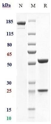 0 - Anti-NGF / bNGF Reference Antibody (Izenivetmab) APR10992