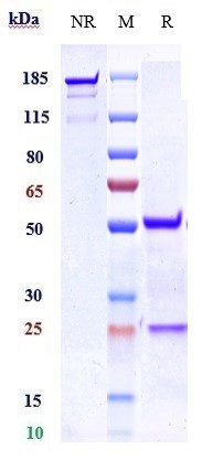 0 - Anti-Nogo Receptor / NgR Reference Antibody (Abbott patent anti-NGR) APR10993