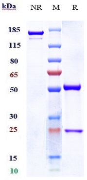 0 - Anti-NOTCH3 Reference Antibody (Genentech patent anti-Notch3) APR10995
