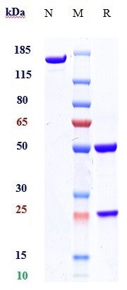 0 - Anti-Orai1 Reference Antibody (Amgen patent anti-ORAI1) APR10996