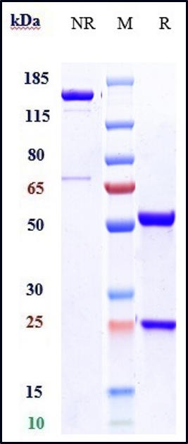 0 - Anti-oxLDL Reference Antibody (Okayama U. patent anti-oxLDL) APR10997