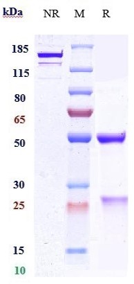 0 - Anti-PCSK9 Reference Antibody (Boehringer anti-PCSK9) APR11003
