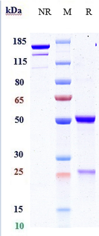 0 - Anti-PDGFB Reference Antibody (MOR-8457) APR11008