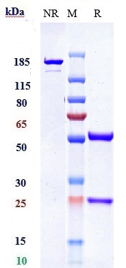 0 - Anti-PDGFRB / CD140b Reference Antibody (IMC-2C5) APR11010