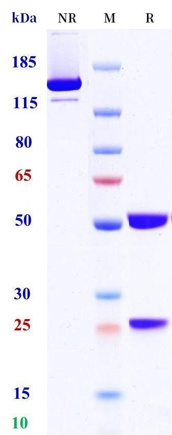 0 - Anti-PLAUR / uPAR / CD87 Reference Antibody (ATN-658) APR11013