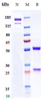 0 - Anti-Rabies virus GP Reference Antibody (rafivirumab) APR11020