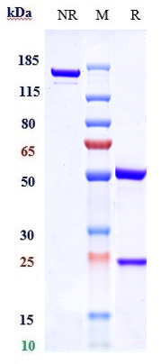 0 - Anti-RAMP3 Reference Antibody (Medella patent anti-RAMP-3) APR11021