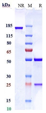 0 - Anti-RHD / CD240d Reference Antibody (LFB Anti-RhD) APR11022