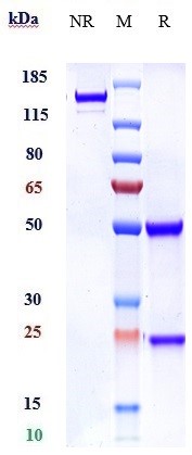 0 - Anti-ROBO1 Reference Antibody (Asclepius Technology patent anti-Robo1 CAR) APR11023